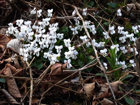 Violettes des bois, mars 2007