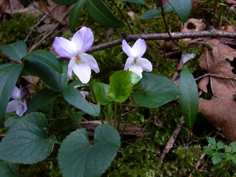 Violettes blanches, mars 2007