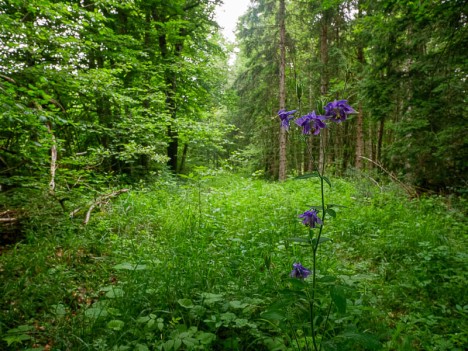 Chemin herbeux du versant Nord-Est