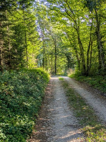 La route forestière de la Tourbière de Cerin