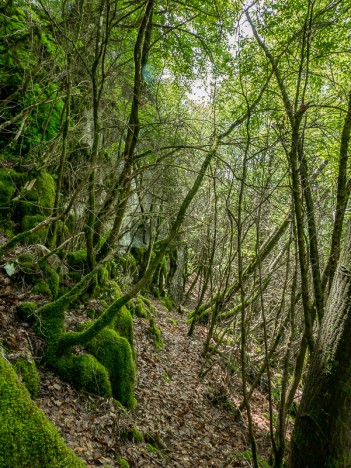 Une sente court au pied des falaises du Bois de Jean Rolland, mai 2021