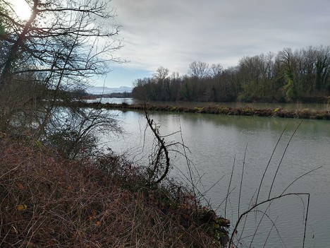 La lône de l'Ile de Noyes, la Chartreuse au loin, janv. 2021