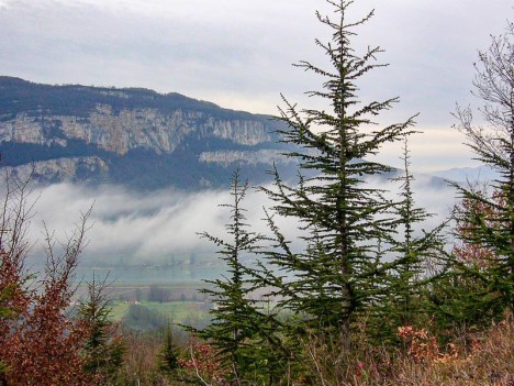 Cèdres de l'Atlas, forêt communale de Murs et Gelignieux, Ain