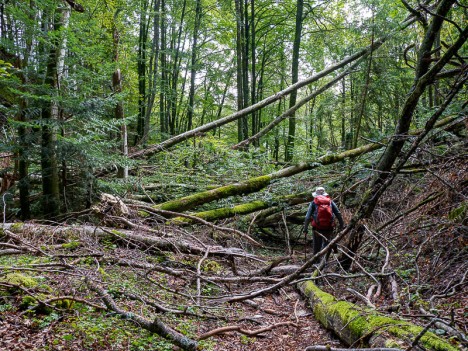 Enchevêtrement d'arbres couchés en travers, sept. 2020