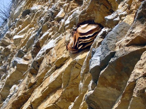 Essaim d'abeilles sauvages dans la falaise