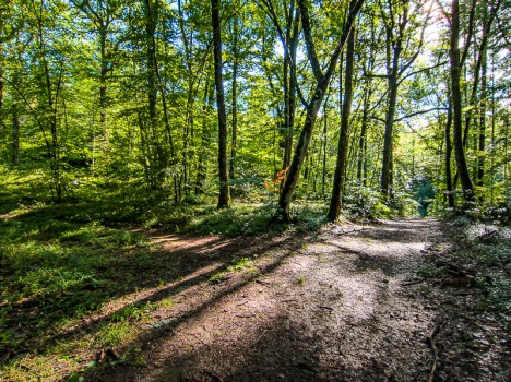 L'embranchement du sentier de crête