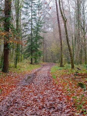 Par le chemin dit "du Chevreuil", déc. 2023