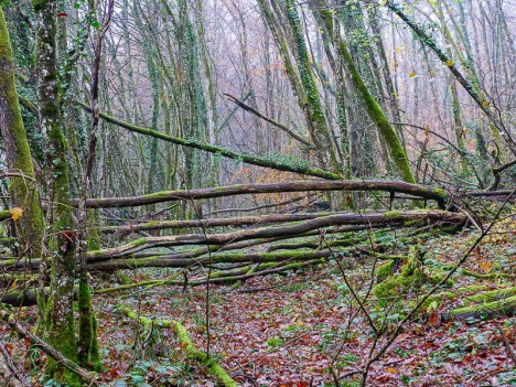 Chemin très encombré…, déc. 2023