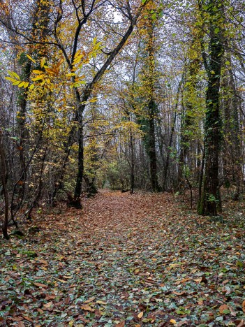 Par le chemin dit "Sentier du Chevreuil";, déc. 2023