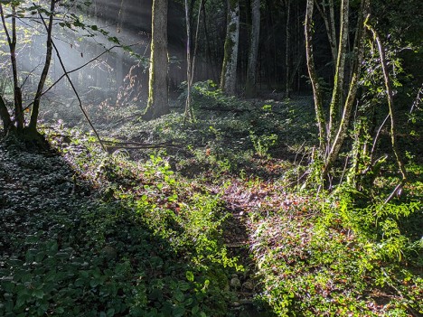 Contrejour au bord du chemin