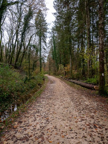 Piste de la Forêt de Rothonne, déc. 2023