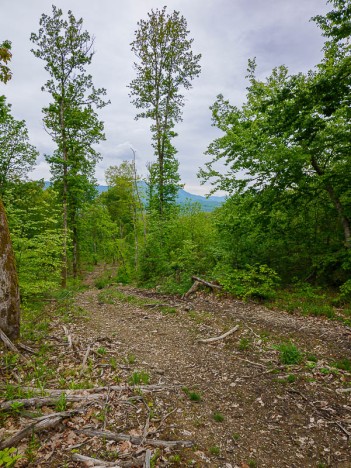 Raccourci, la variante du Sentier du Chevreuil