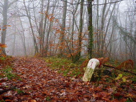 Borne limite d'aricle forestier, déc. 2023