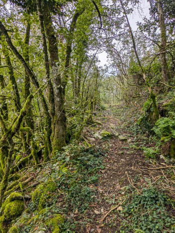 Chemin élagué et nettoyé à travers Chellons