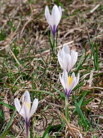 Crocus blancs