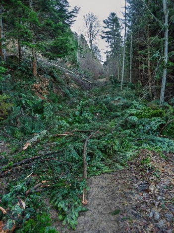 Travaux forestiers sous le Roc Passin