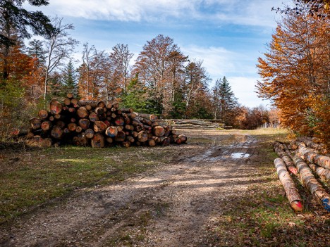 Stockage de grumes sous le Molard de la Biche, oct. 2020