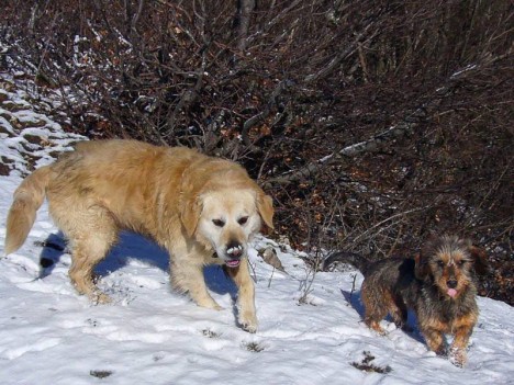 Les chiens d'Innimond accompagnent le randonneur