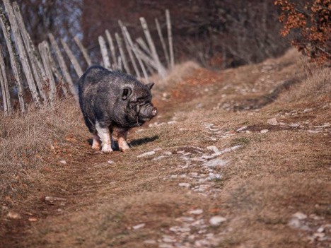 Cochon chinois ou cochon vietnamien sur la crête d'Innimond …