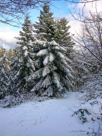 Mon beau sapin, roi des forêts…