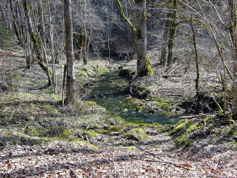 Le ruisseau de la Gouille