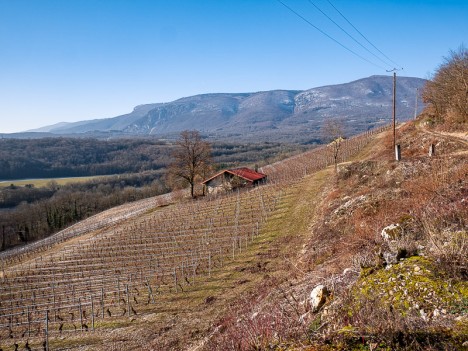 Manicle, le vignoble