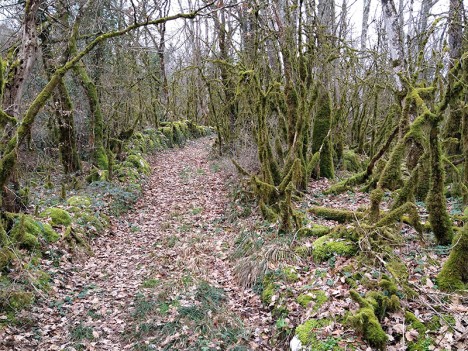 Beau chemin d'exploitation bordé de pierres dressées, janv. 2023