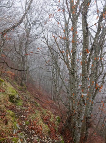 Sentier ou pas sentier ?