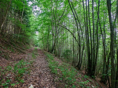 Chemin du versant Nord-Est du Mont Pela