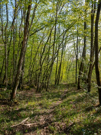 Au Trembais, le chemin, avr. 2021