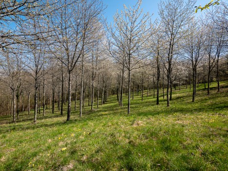 Plantation de merisiers ou cerisier des oiseaux, mar. 2021