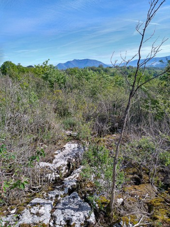 Sente sauvage à travers le Bois Doncieu, mai 2021