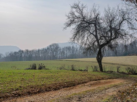 Les champs de Couvillon