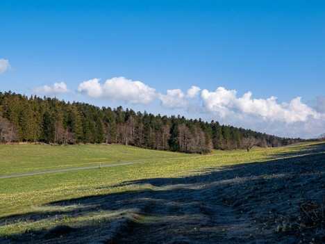 Pelouses couvertes de jonquilles, mai 2021