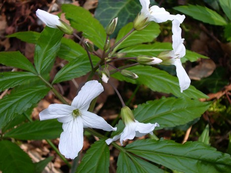 Cardamine à sept folioles
