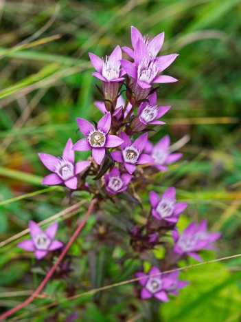 Gentiane d'Allemagne