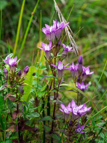 Gentiane d'Allemagne