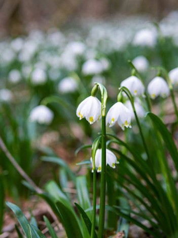 Nivéoles de printemps