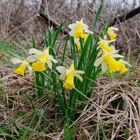 Jonquilles de la Graye