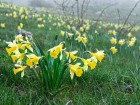 Jonquilles de Sorgia d'en Haut