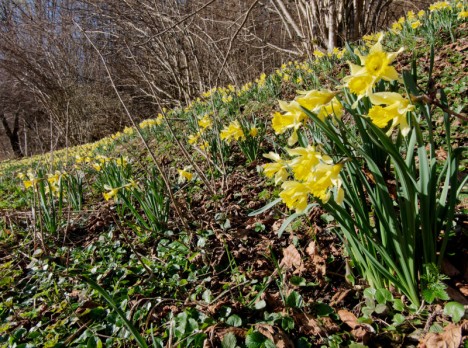 Jonquilles du Bief de la Frache