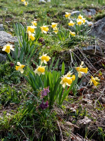 Jonquilles, sur Lyand, mai 2021