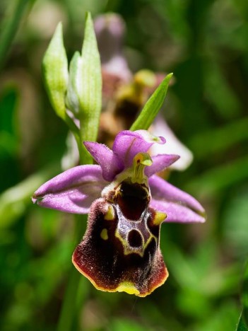 Ophrys de la Durance, 