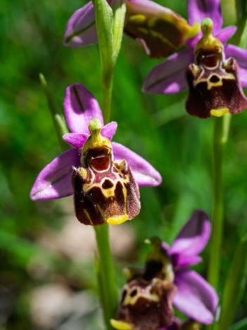 Ophrys de la Durance, O. druentica, p116