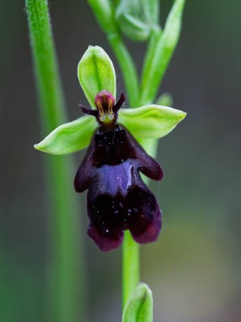 Ophrys mouche, Ophrys insectifera, p60