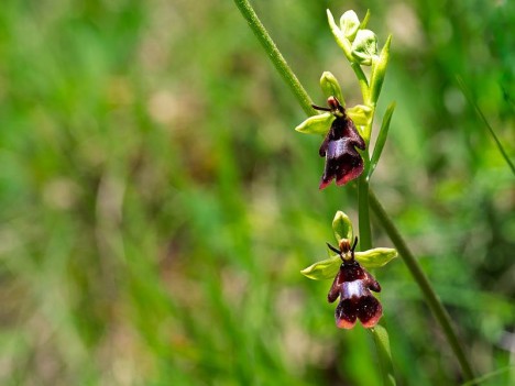 Ophrys mouche, Ophrys insectifera, p60