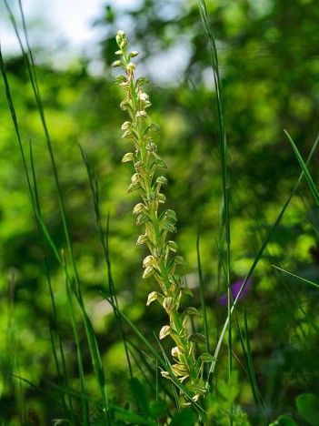 Orchis Homme-pendu, O. anthrophora, p80