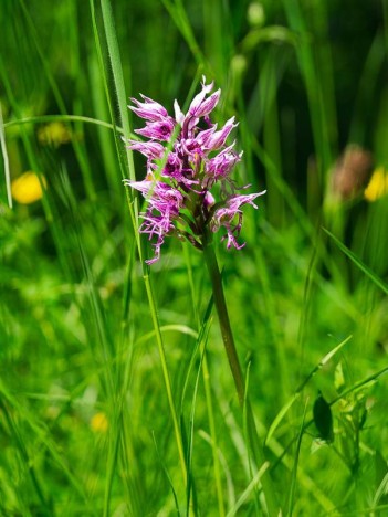 Orchis militaire, Orchis militaris, p42