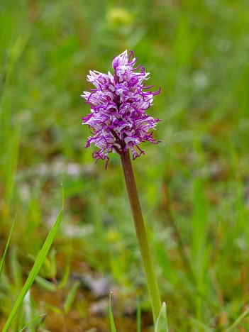 Fleur d'Orchis singe – détail