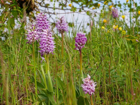 Orchis singe en bouquet